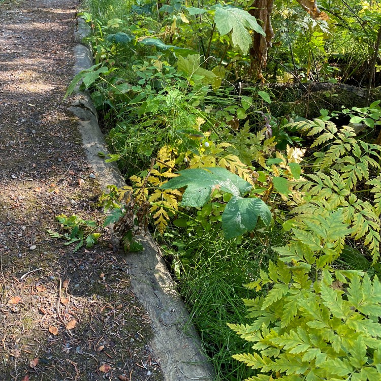 Lawn care services in Burke County, NC