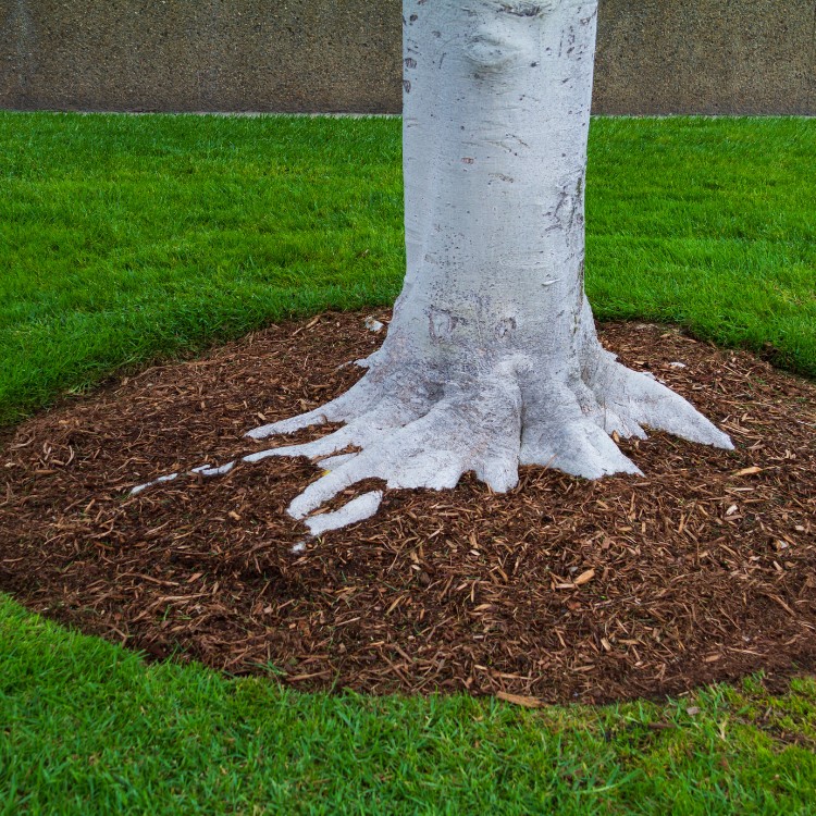 Lawn care services in Burke County, NC