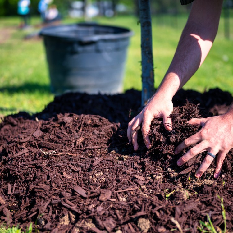 Lawn care services in Burke County, NC