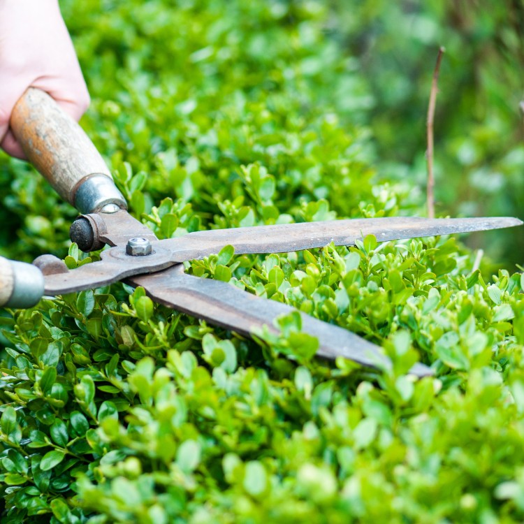 Lawn care services in Burke County, NC